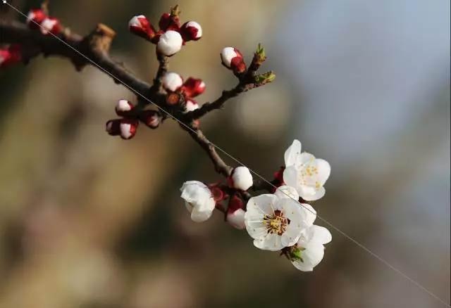 史上最全的拍花技巧都在这里了！